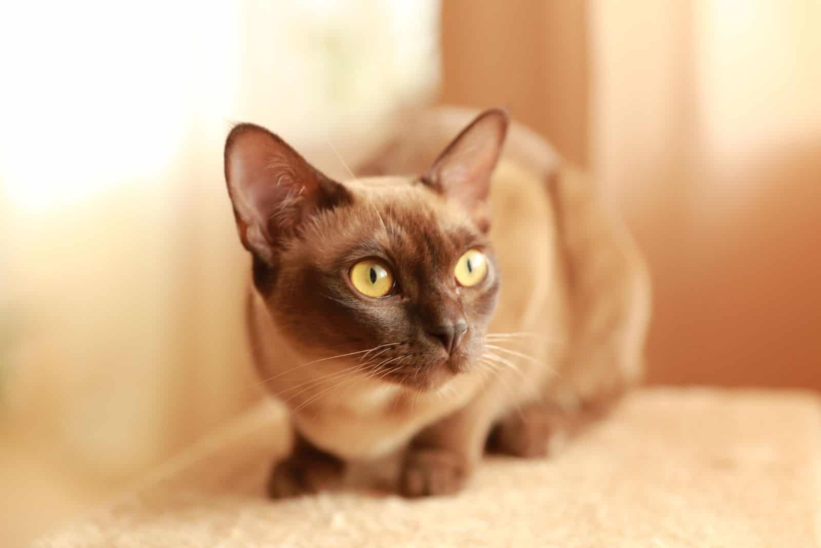 Burmese Cat looks around