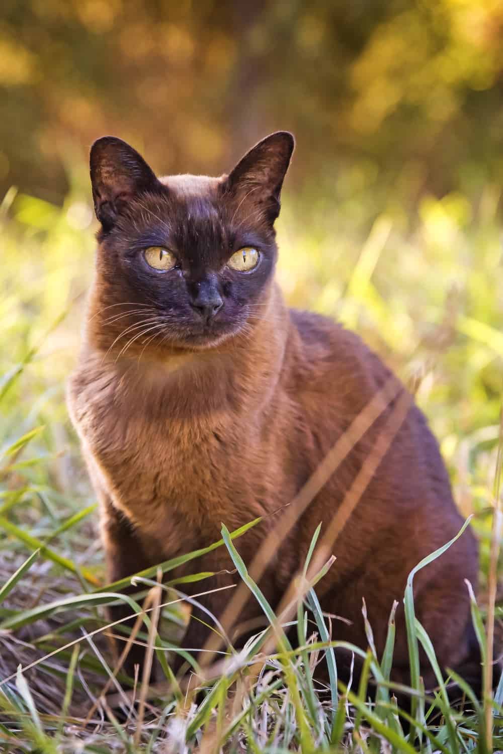 Burmese cat