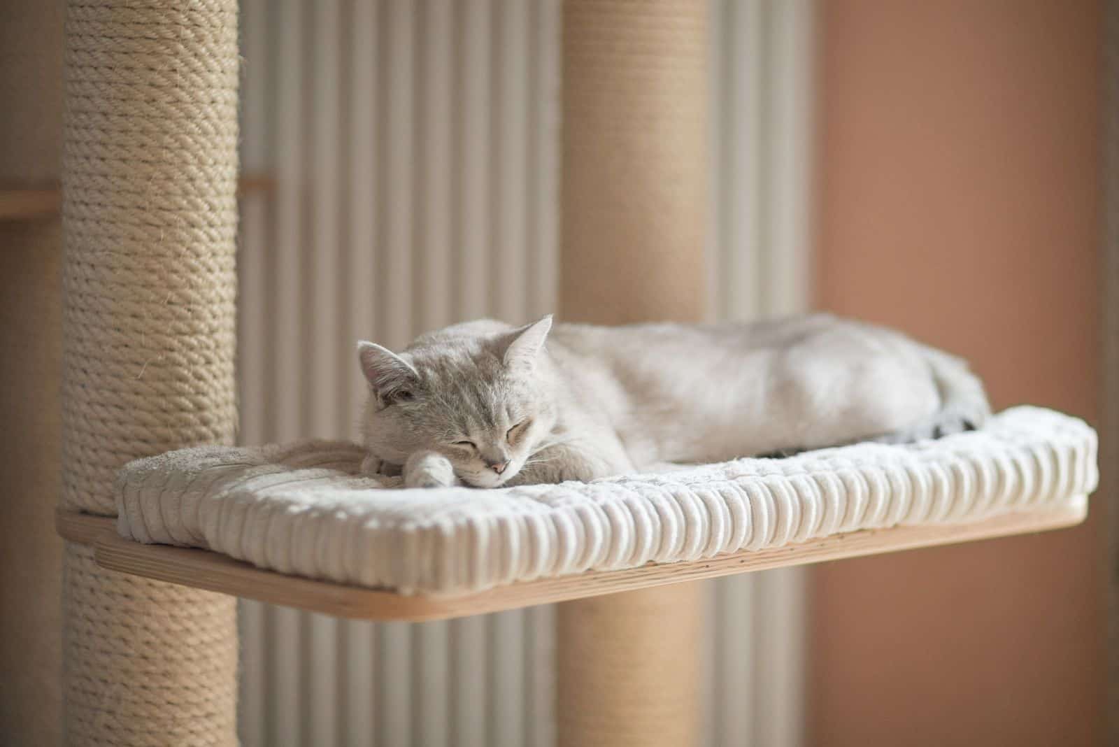 Burmilla Cat is sleeping on her pillow