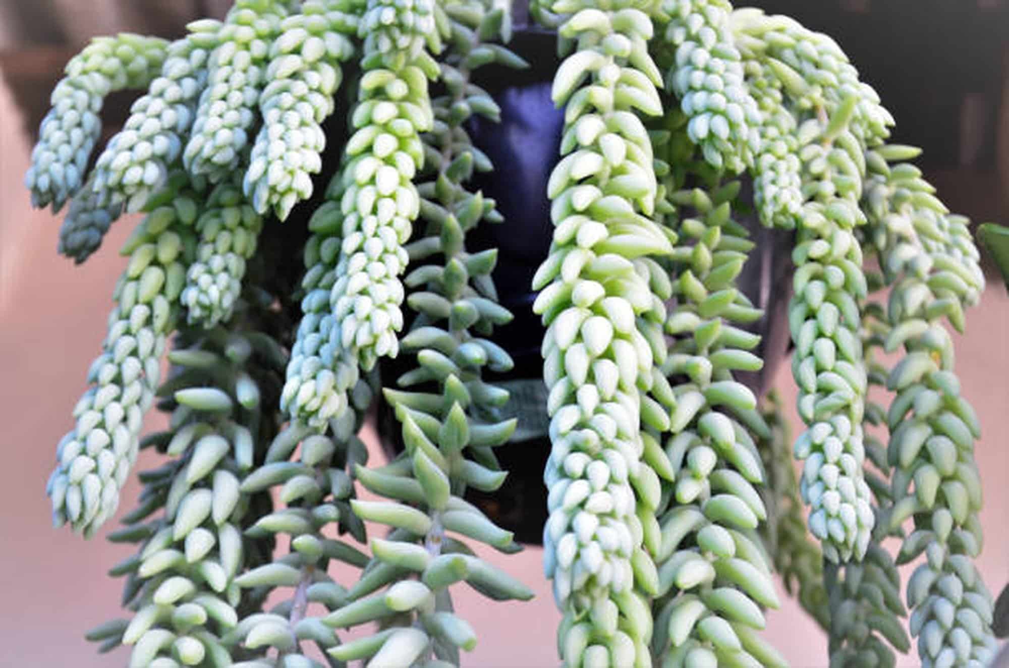 Burro's Tail