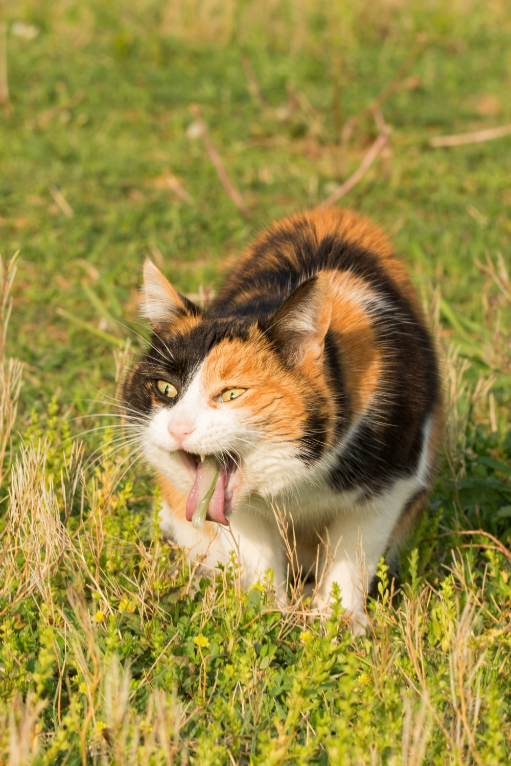 Calico cat vomiting