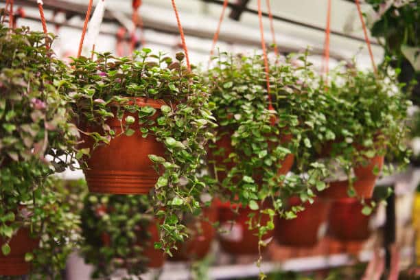 Callisia Repens Hanging Pots