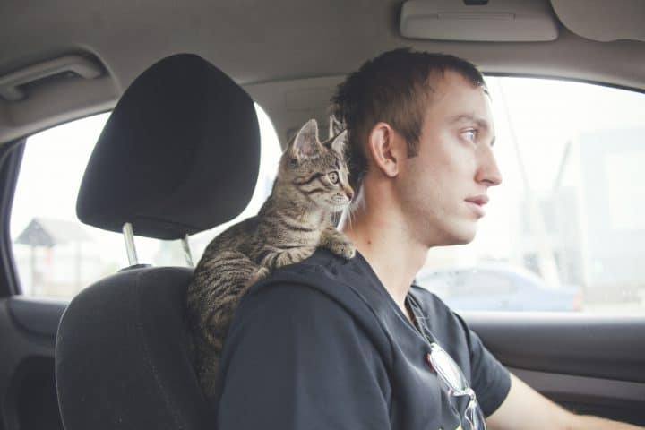 Can A Cat Travel Without A Carrier In A Car