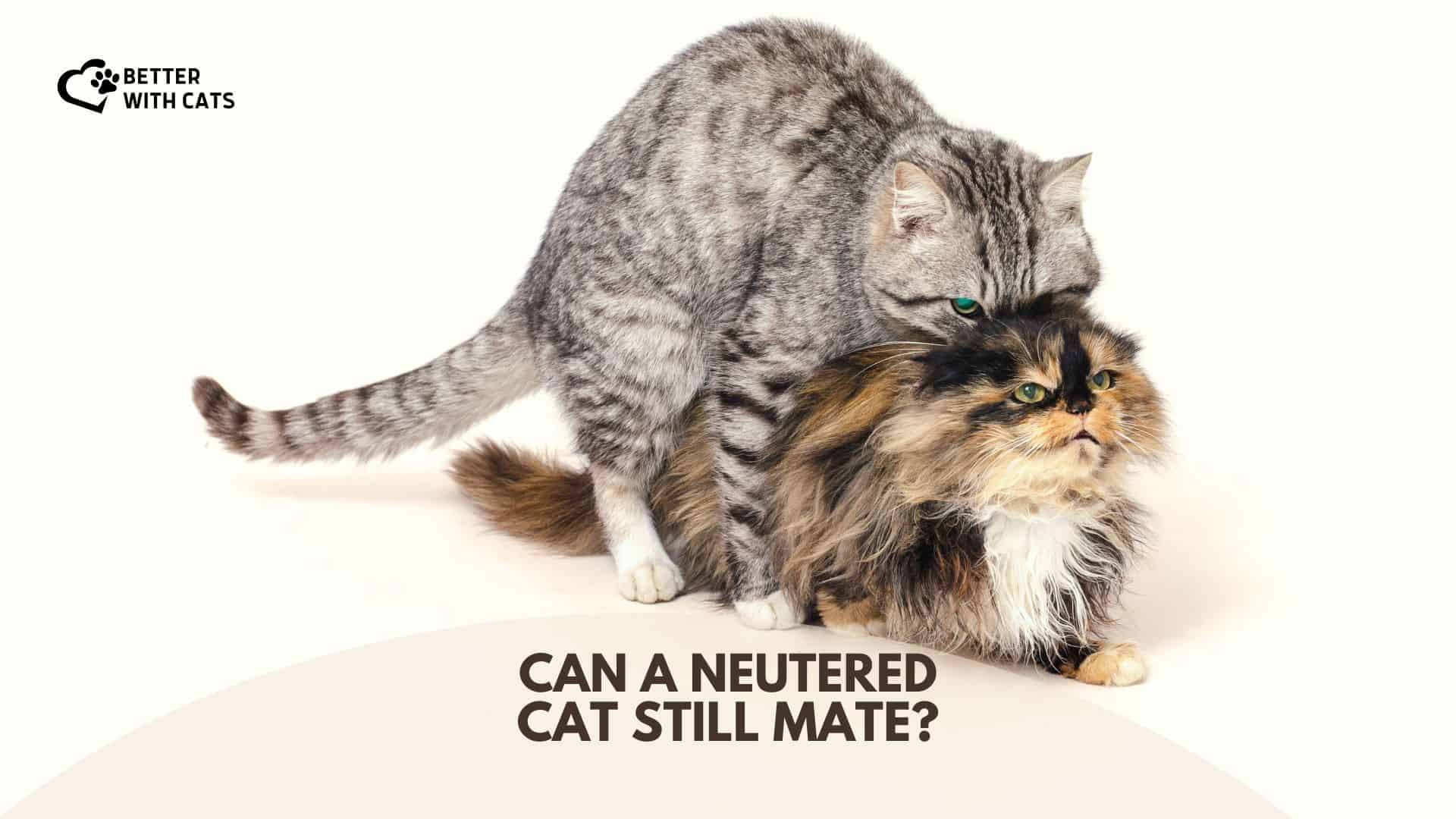 Can A Neutered Cat Still Mate