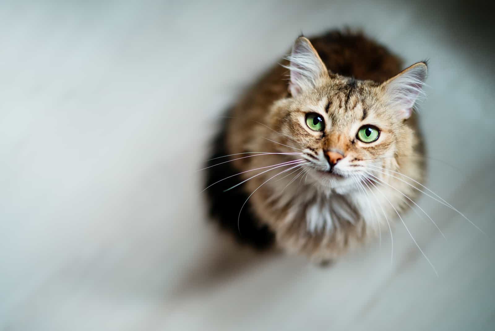 long haired cat looking up