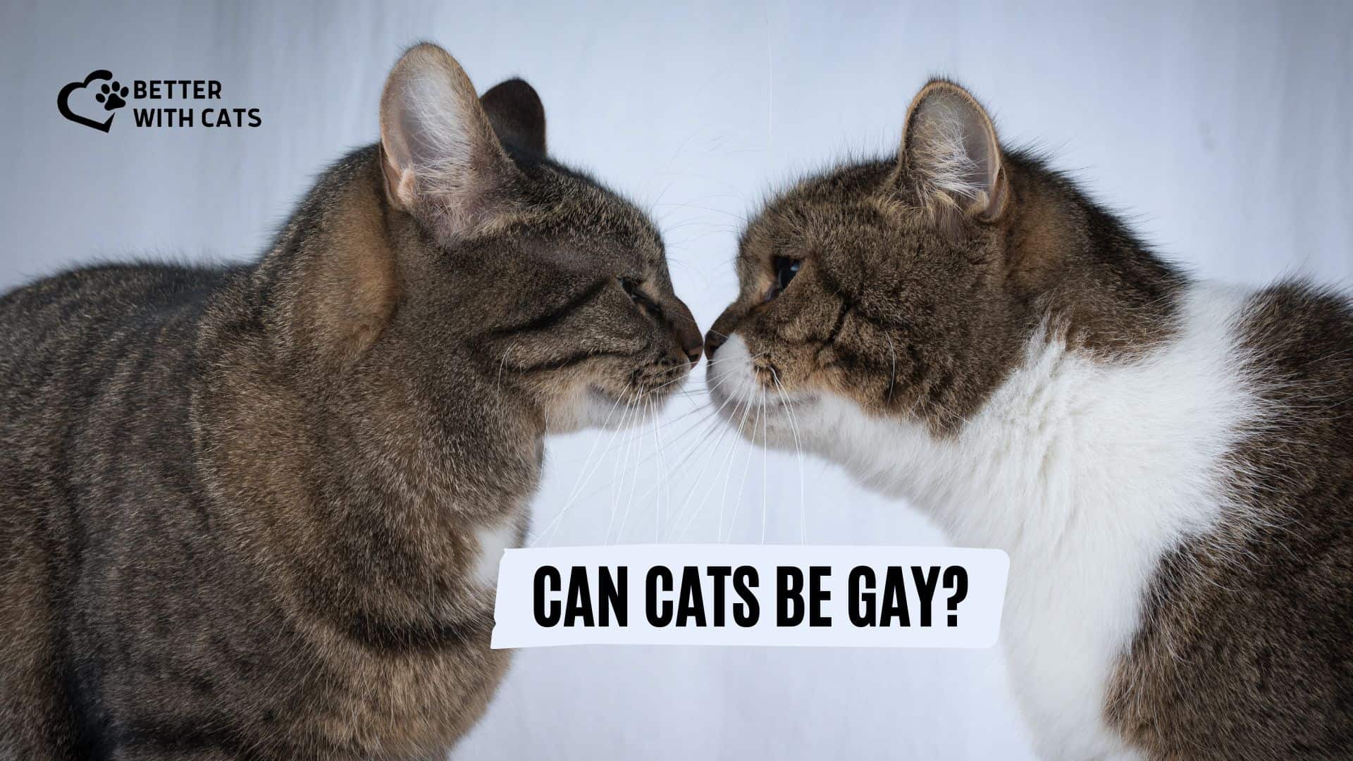 two cats kissing