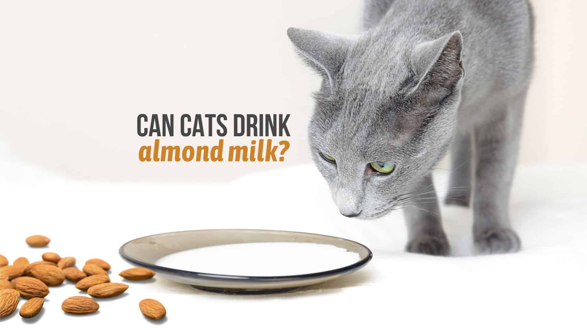 cat and almond milk