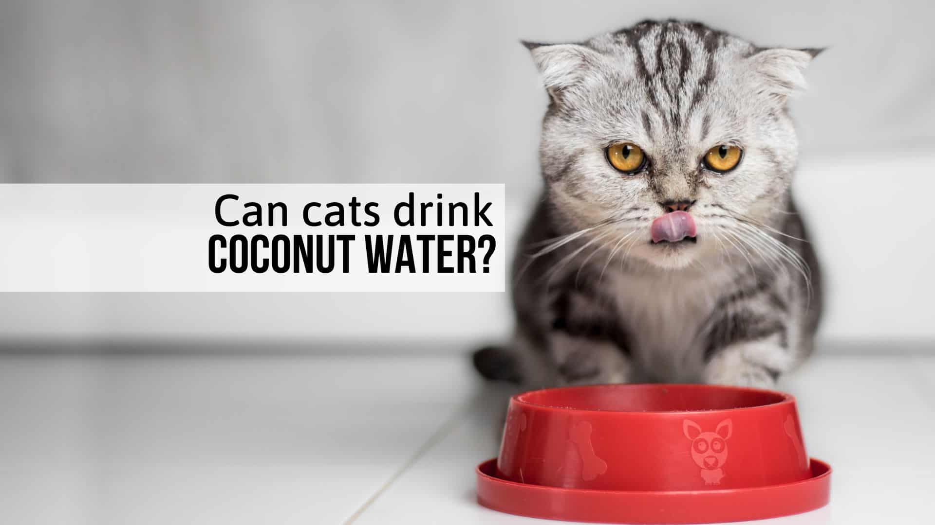 Can Cats Drink Coconut Water, Or Is It Dangerous For Them