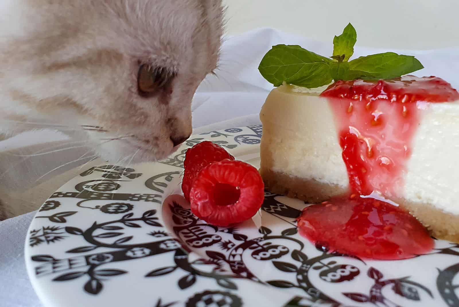 Cat smells raspberries and piece of cheesecake with mint leaf