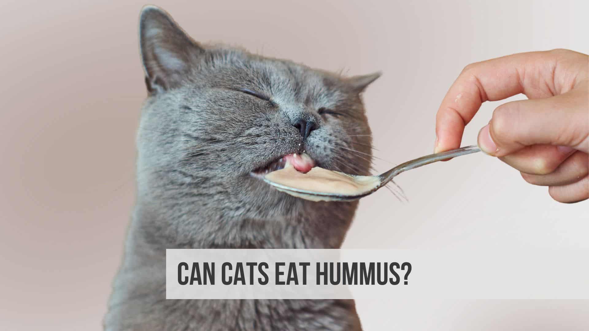 Can Cats Eat Hummus