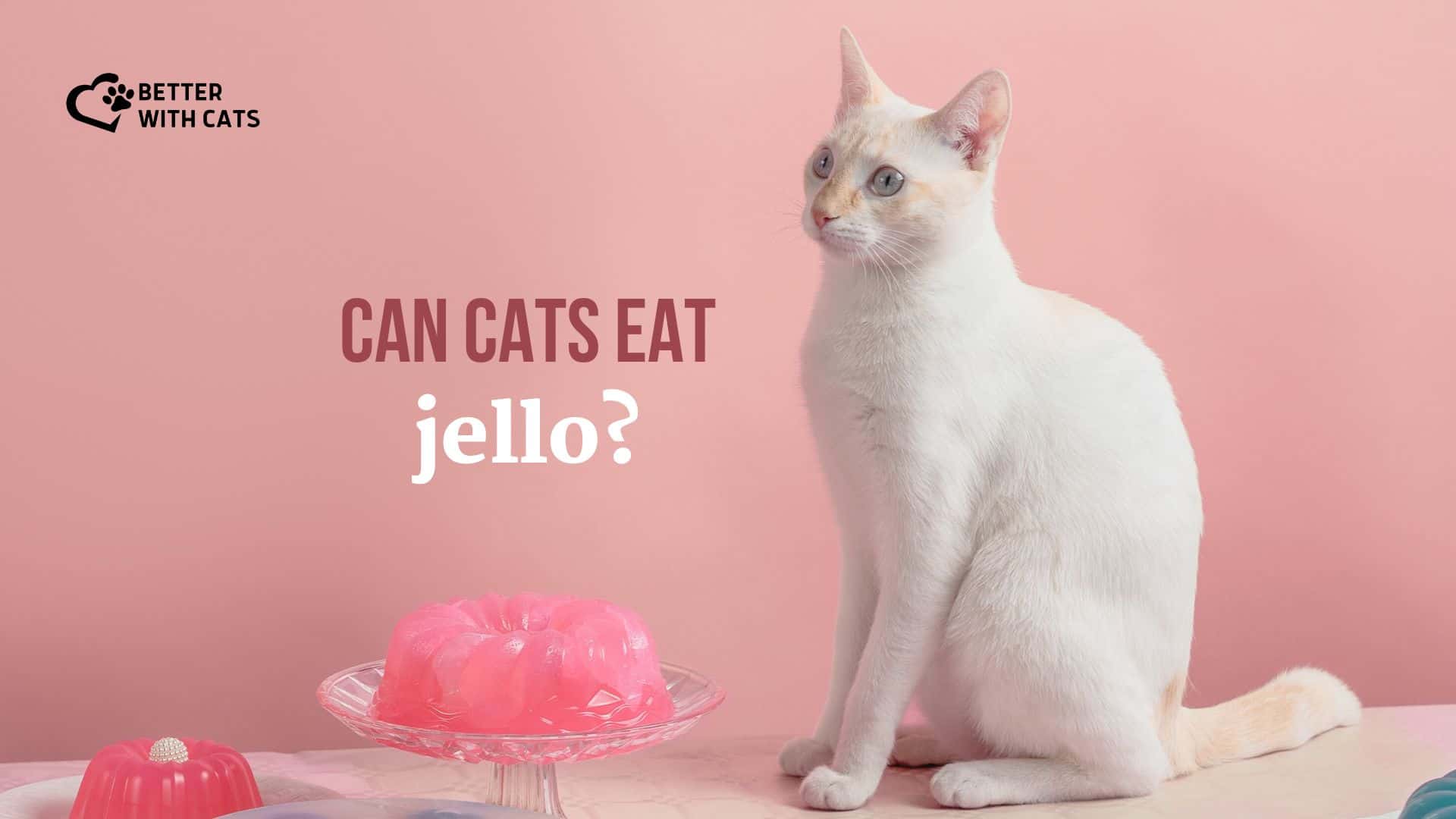 white cat standing next to pink jello