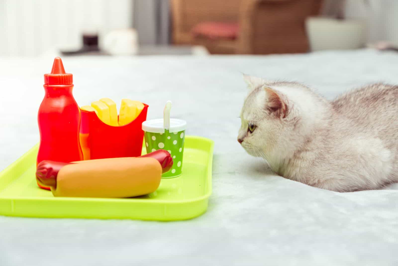 White kitten lies on the bed with hot dog, fries and ketchup