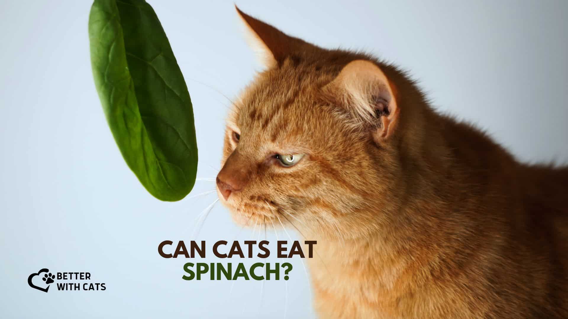 cat with spinach