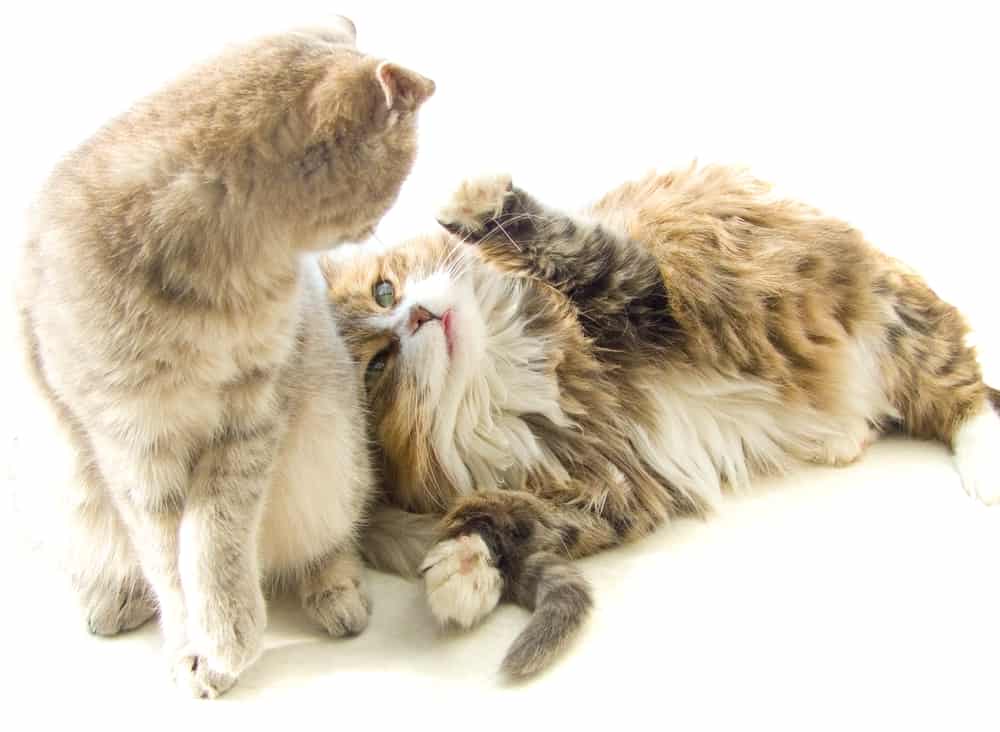 declawed and clawed cat playing together in home