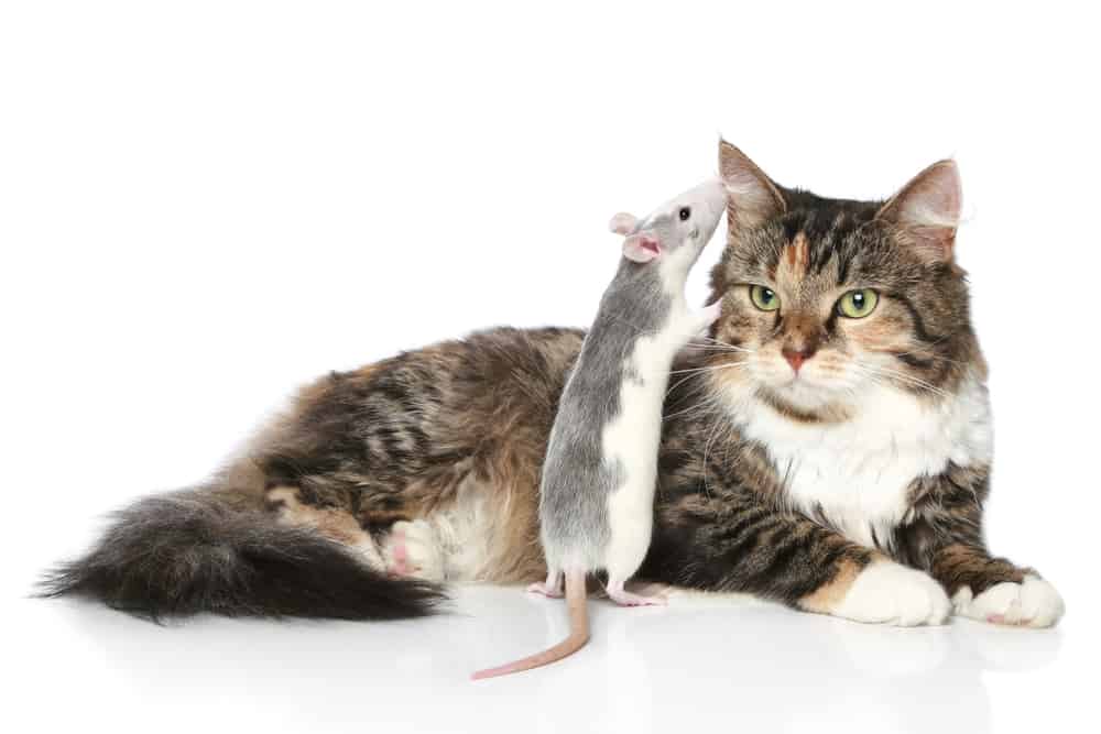 Can Declawed Cats Catch Mice