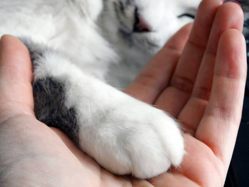 Can Declawed Cats Grow Their Claws Back