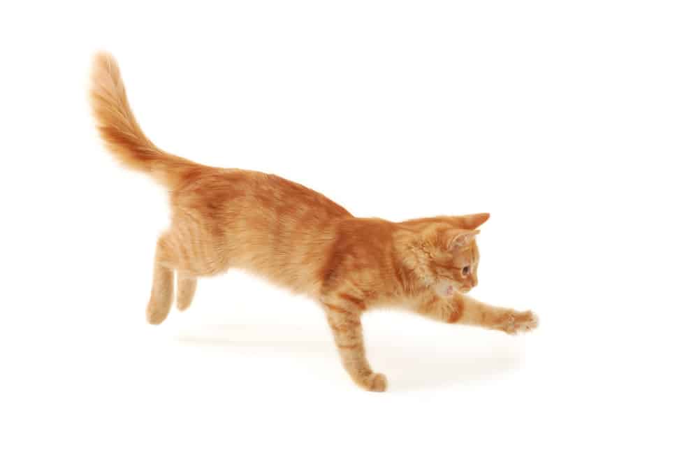 declawed cat jumping