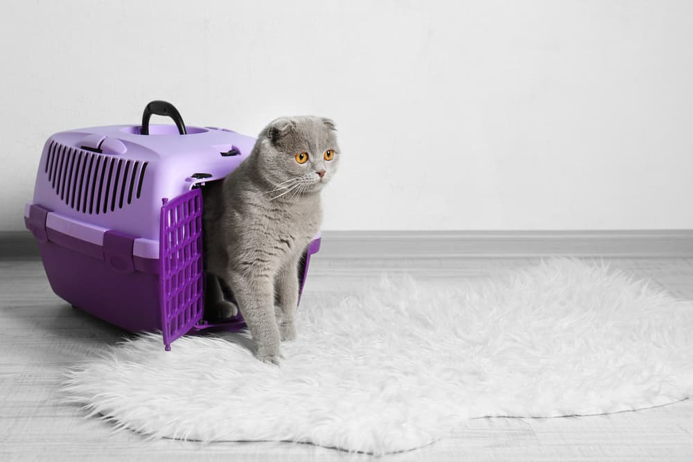 Can I Leave My Cat In A Carrier Overnight?