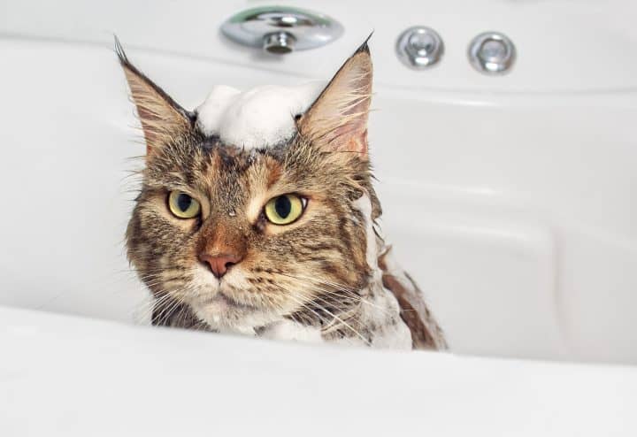 Can I Use Baby Shampoo On My Cat