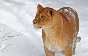 can lions meow