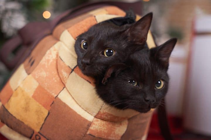 Can You Have Two Cats In One Carrier When Traveling