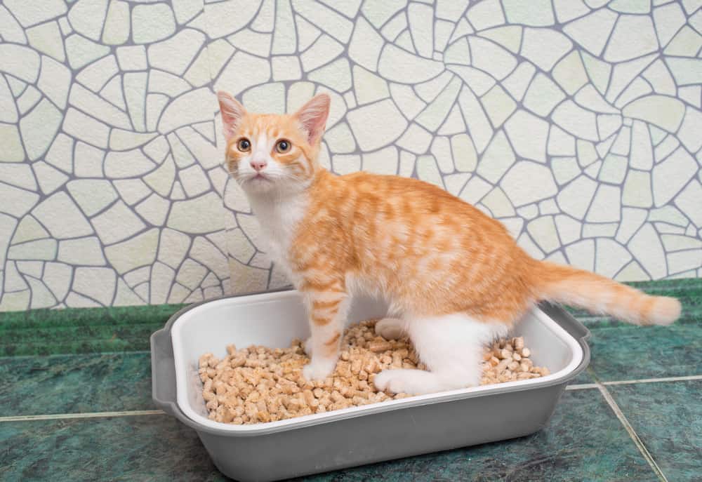 Can You Keep A Litter Box In The Bathroom