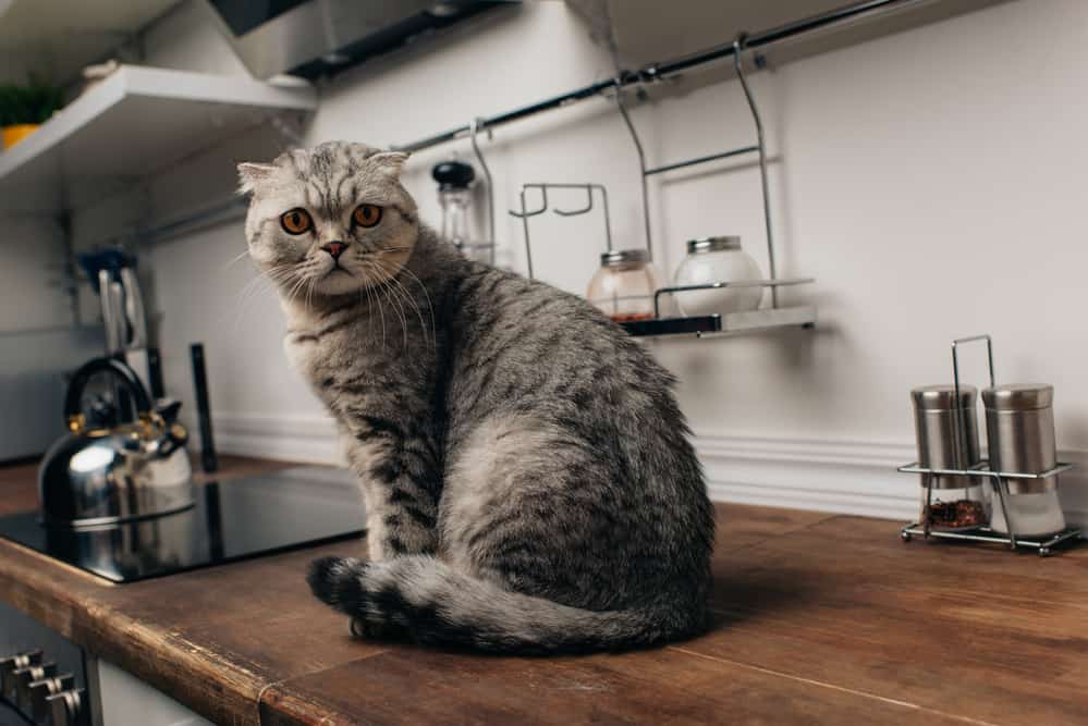 can you put a litter box in the kitchen