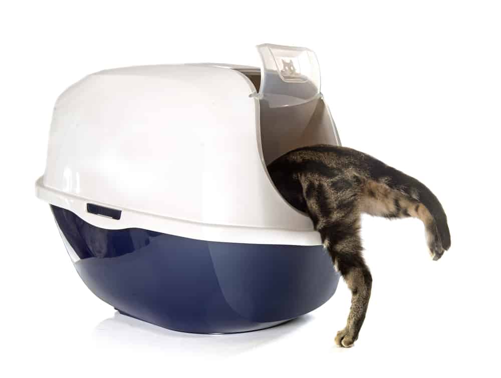 Can You Put Essential Oils In The Litter Box?