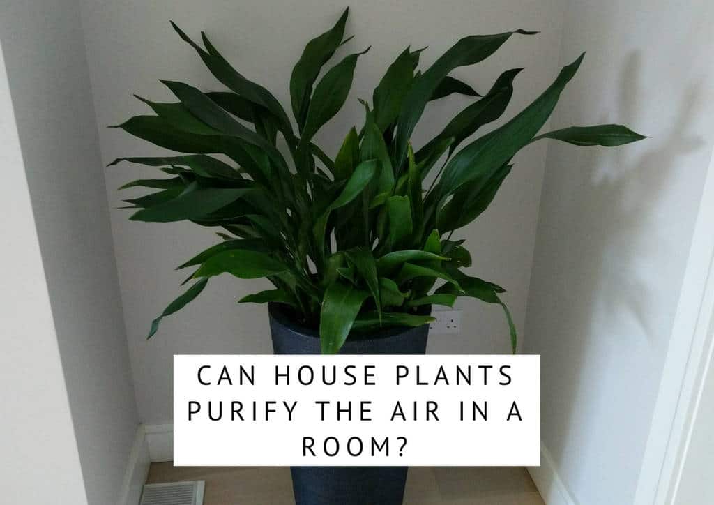 Can house plants purify the air in a room?