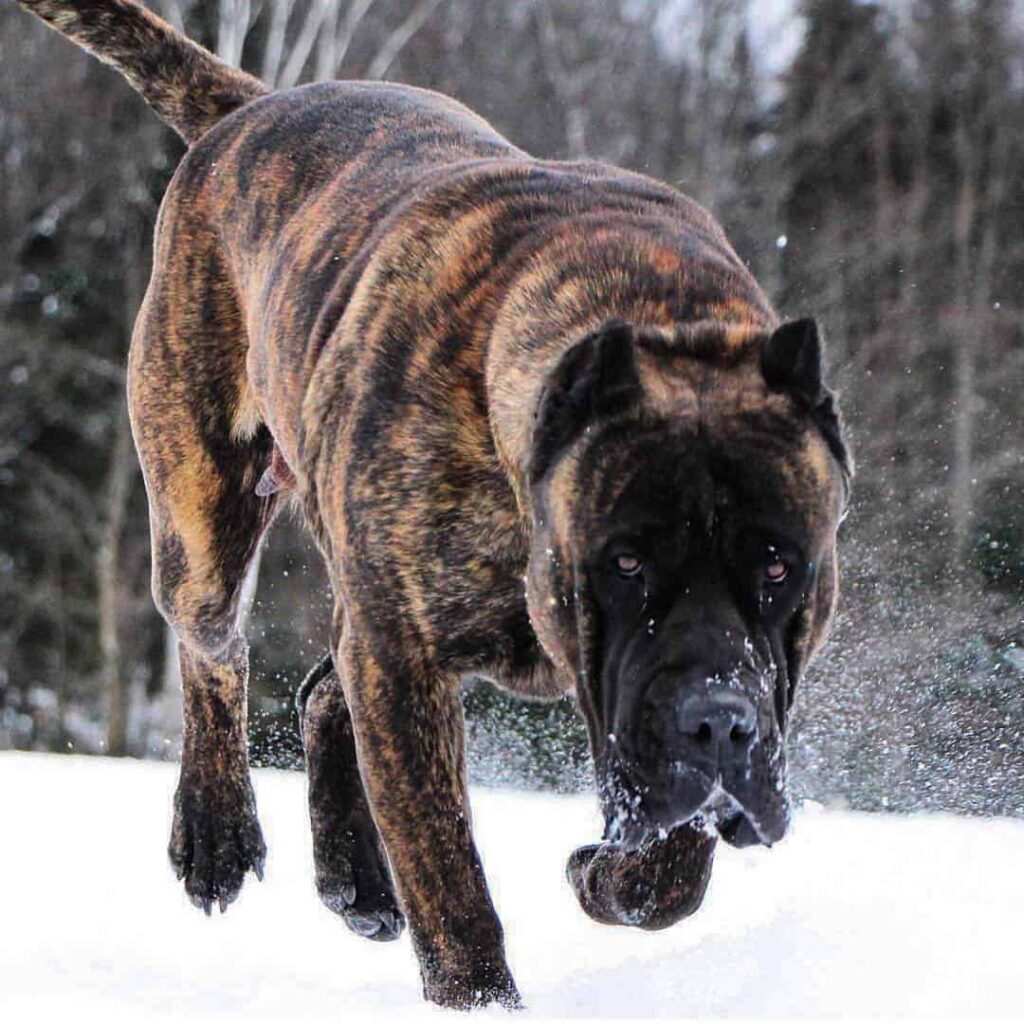 A Canary Dog in the snow