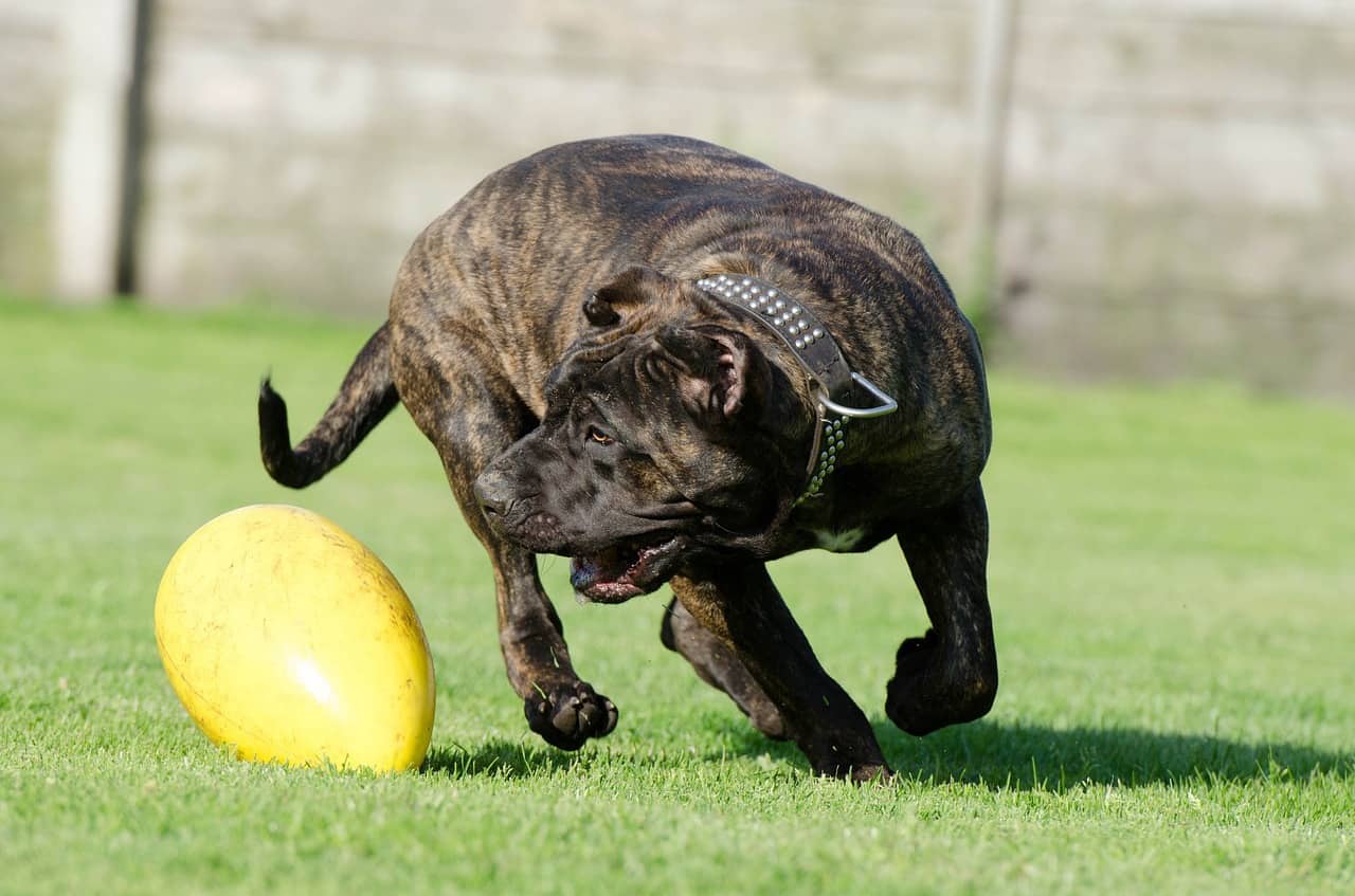 Canary Mastiff playing with a toy