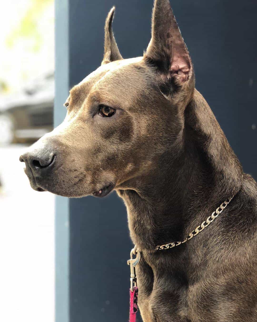 Canis Panther looking extremely regal