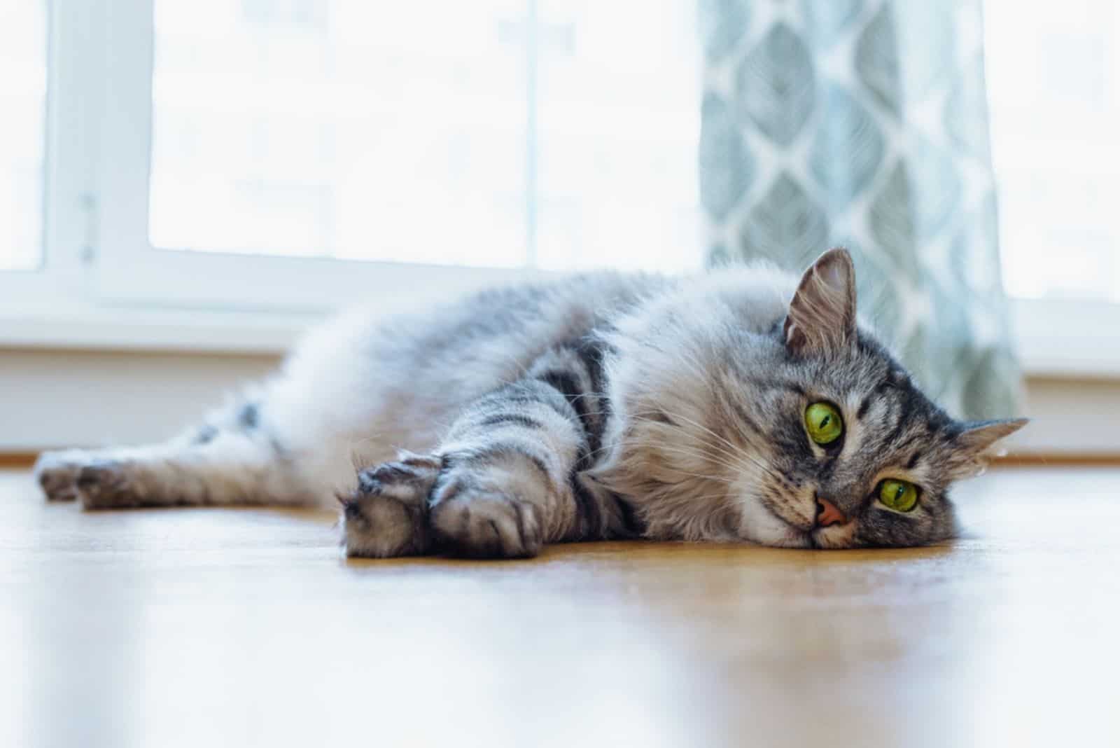 cute cat relaxing on the floor