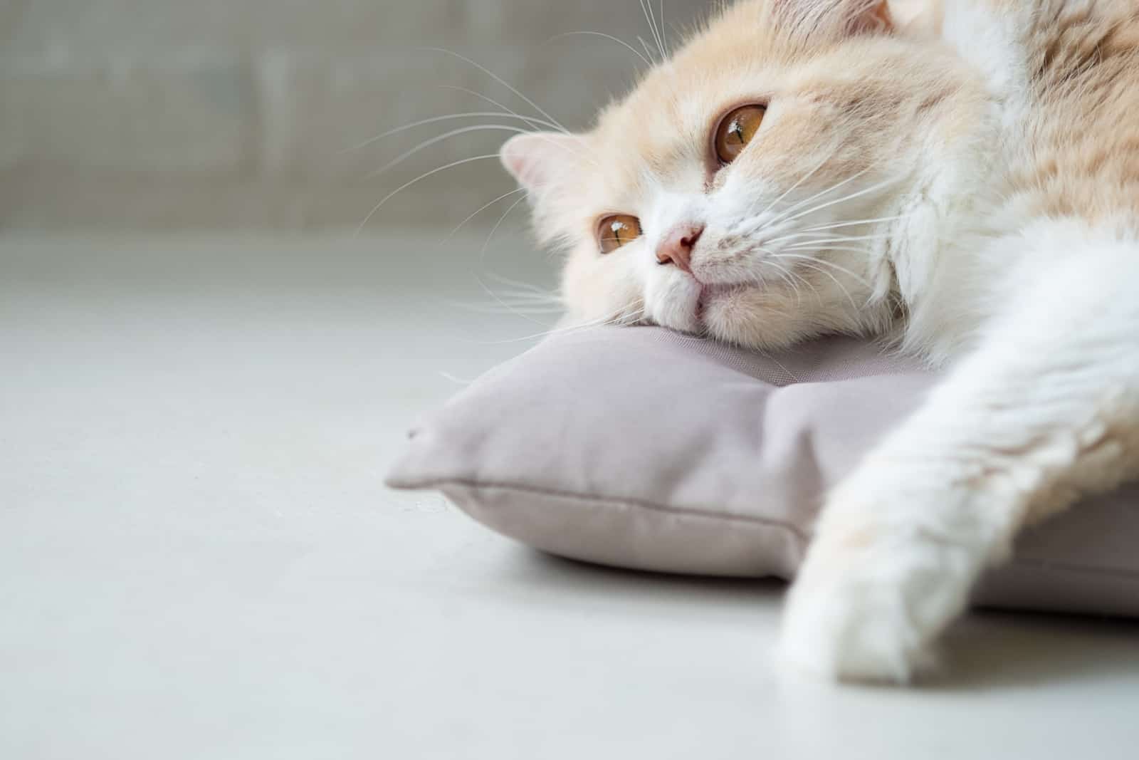 Bored and depressed cat lying on bed