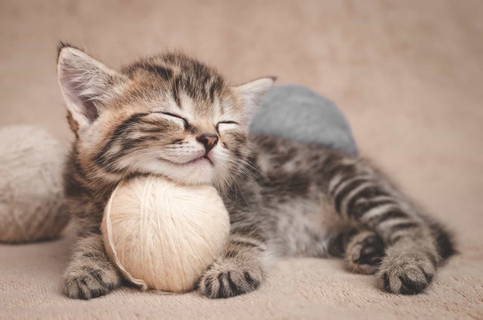 little kitten sleeping on ball of yarn