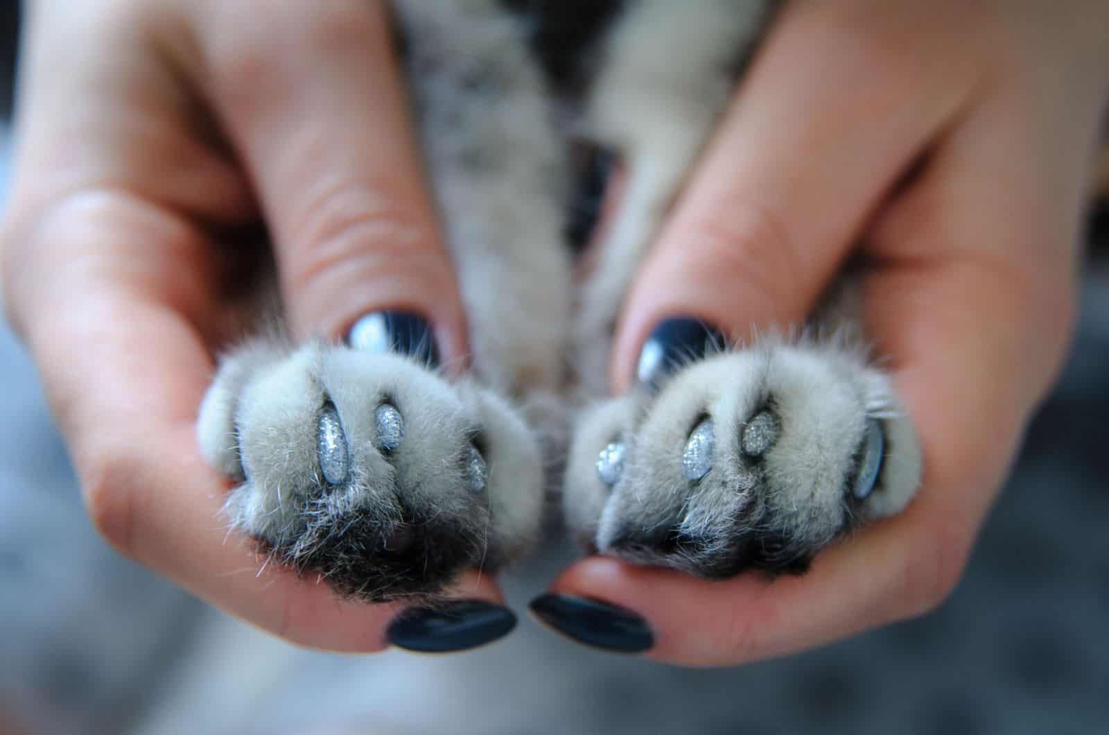 cat paw with nail clips