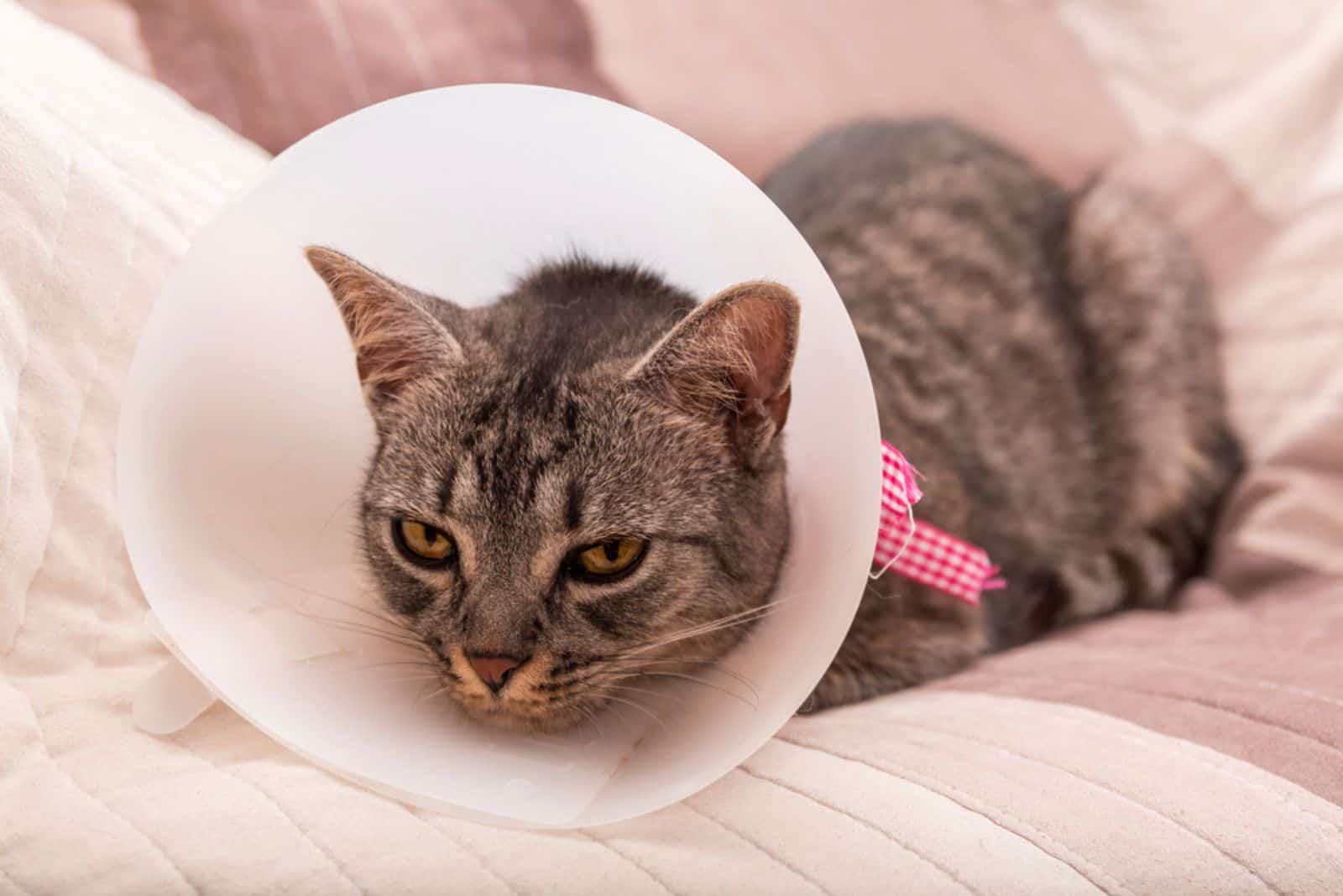 Sad looking cat wearing cone after operation