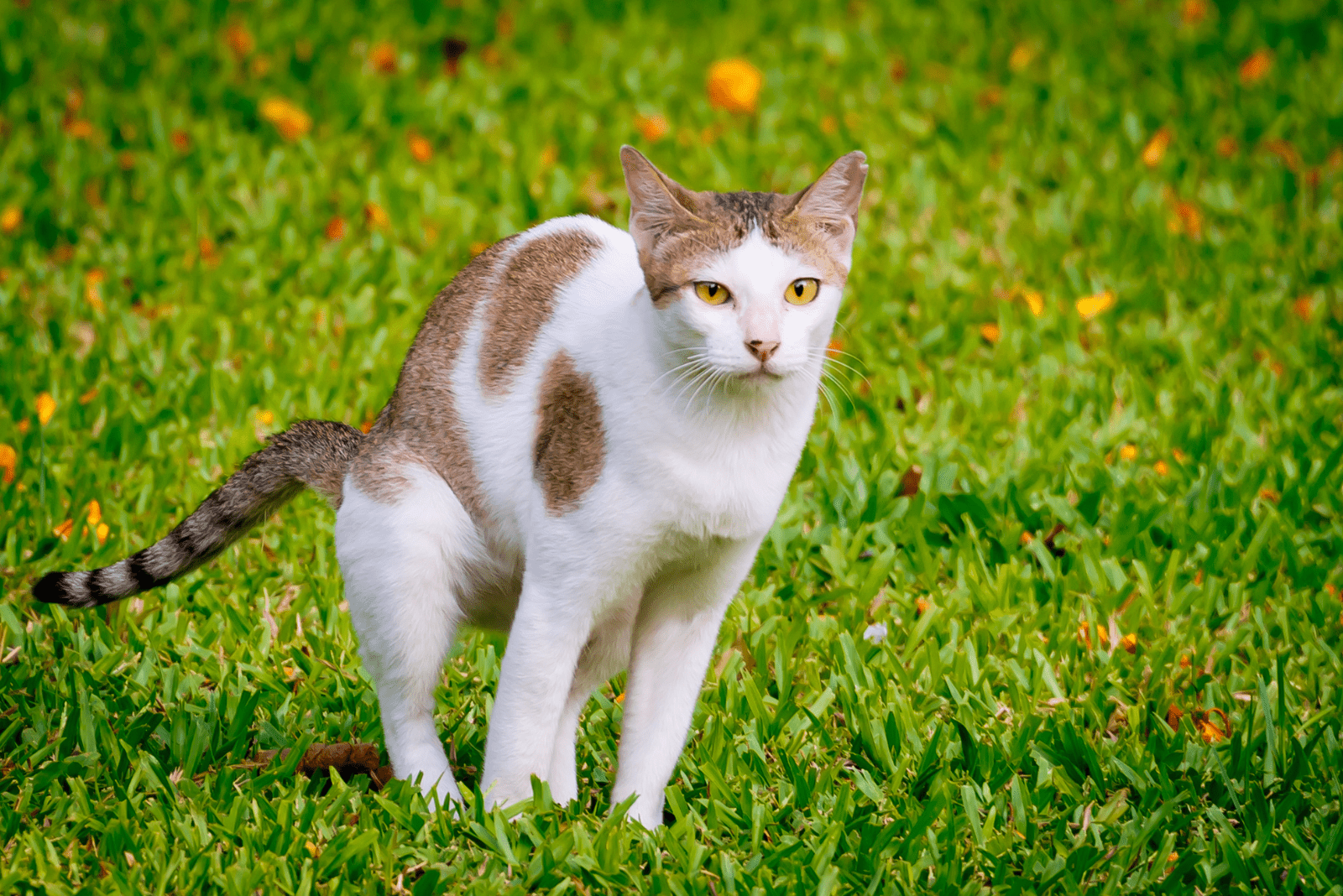 the cat poops in the garden