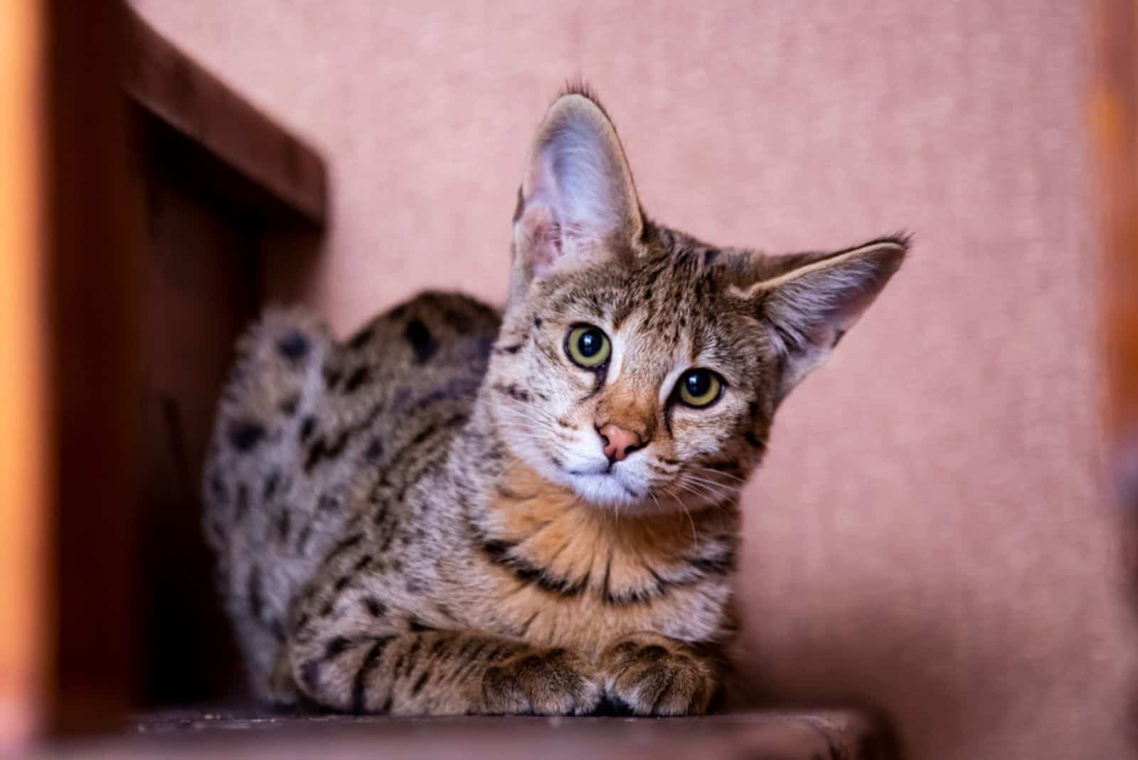 Cat Savannah F1 sitting on the stairs