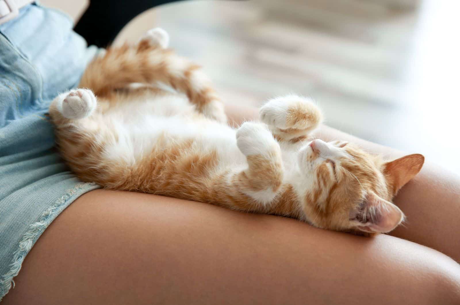 Cat Sleeping on legs