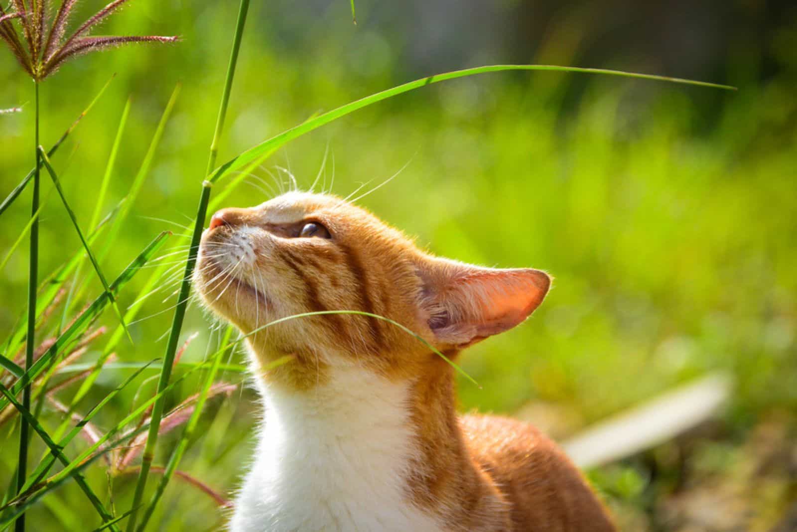 Cat Smelling Grass Strands