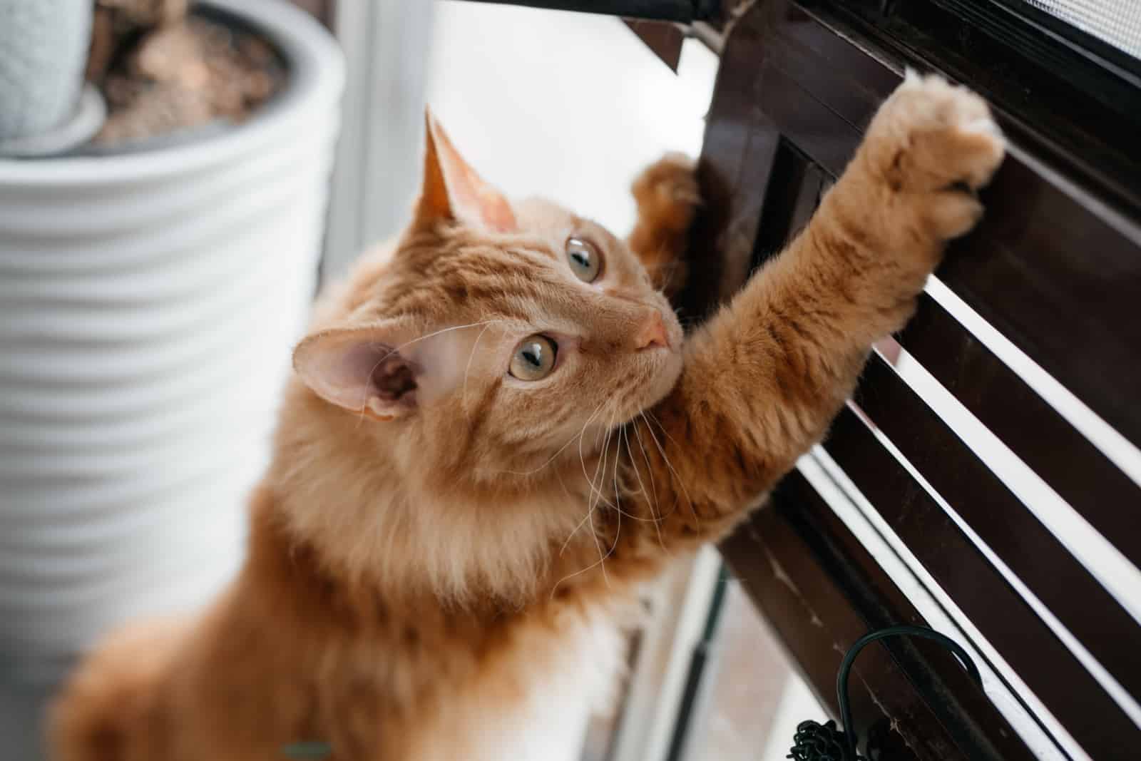 Adorable red domestic cat scratching claws