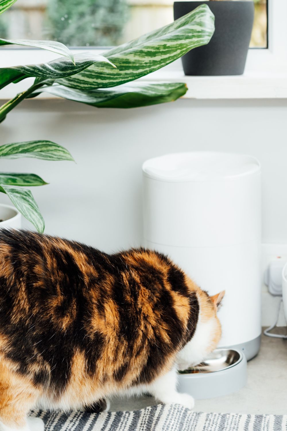 calico cat eating from an automatic wet feeder