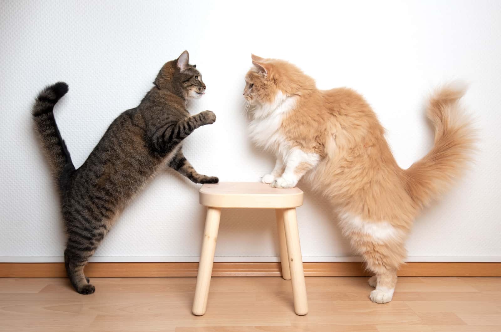 Cat fighting other cat