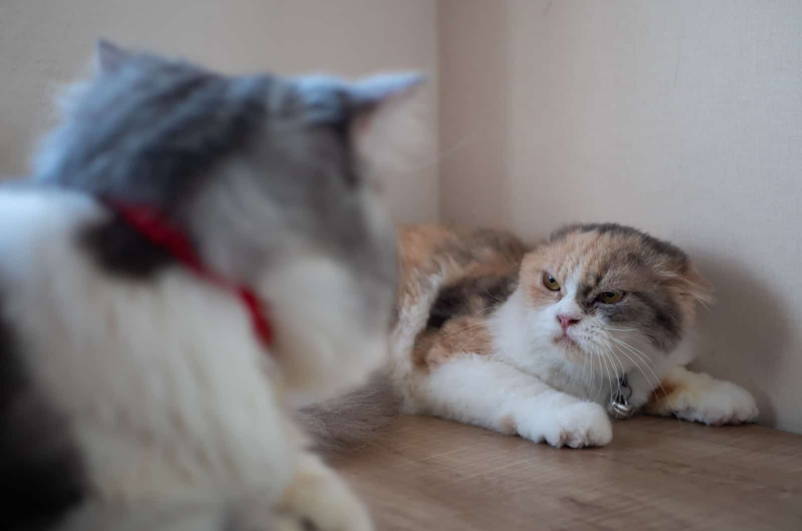 Cat hissing at other cat