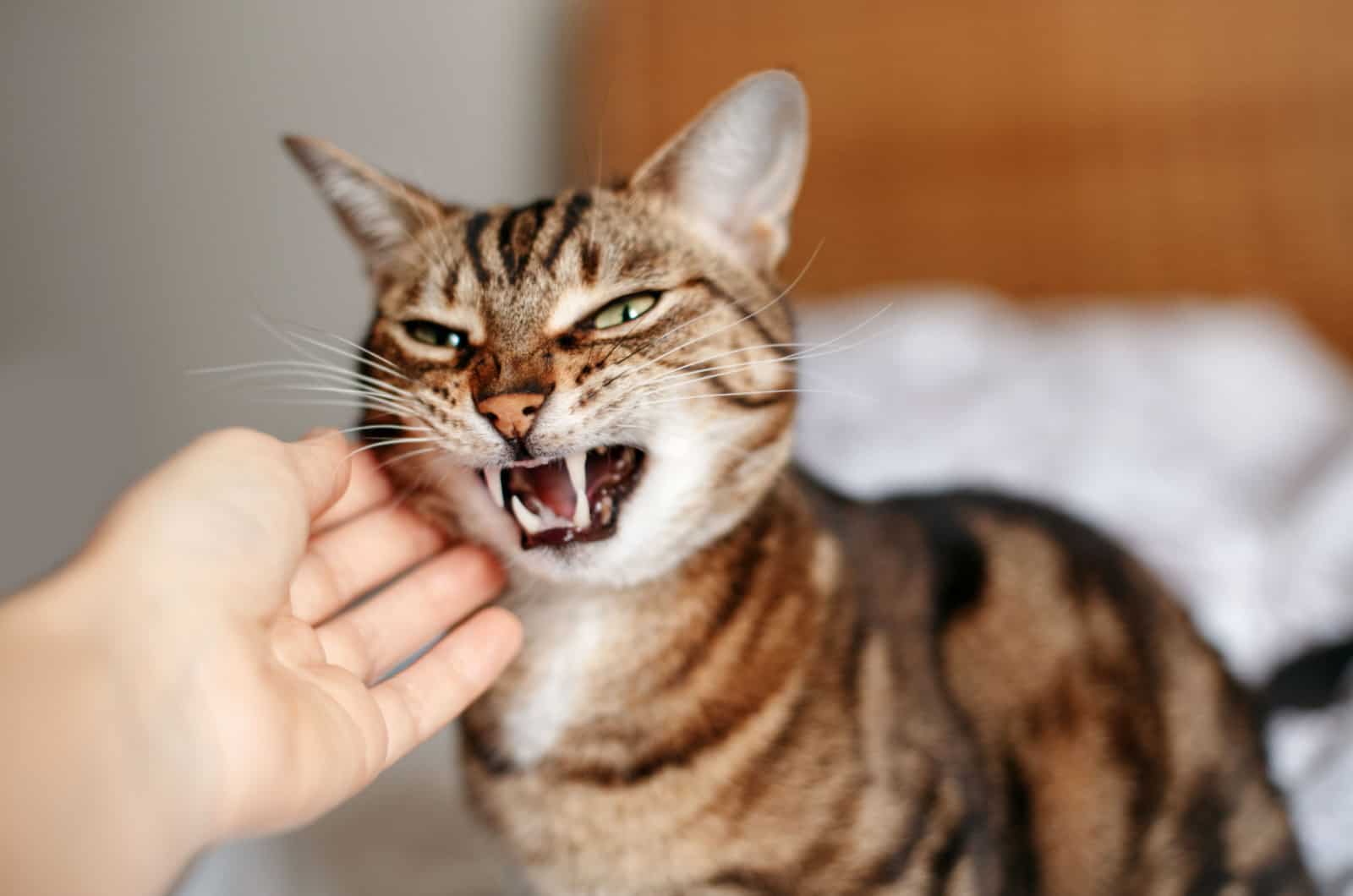 Cat hissing on the owner