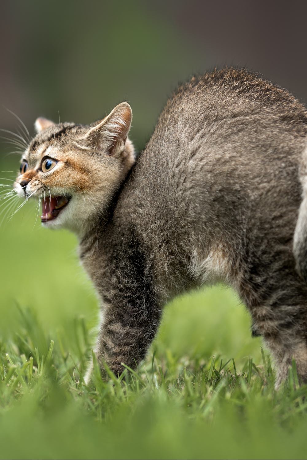 Cat hissing outside