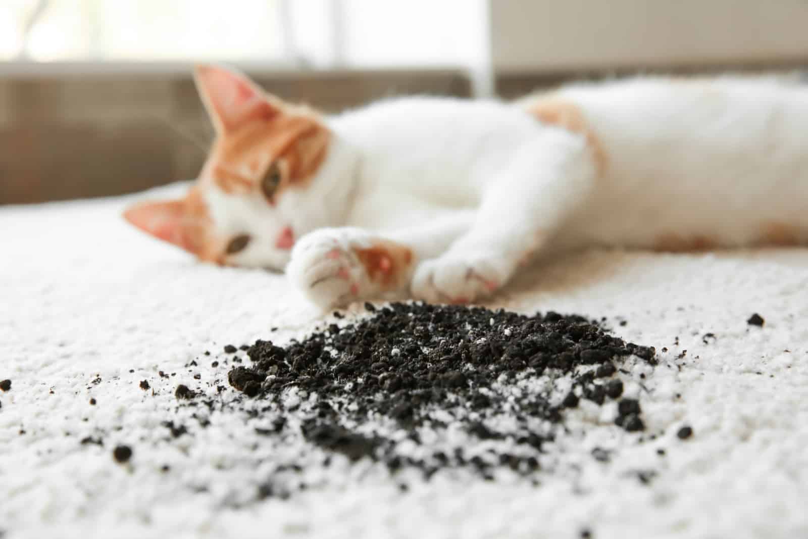 Cat lying near scattered soil on light carpet