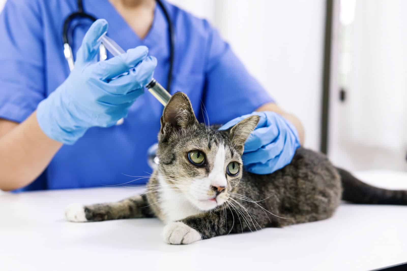 Cat on examination table of veterinarian clinic