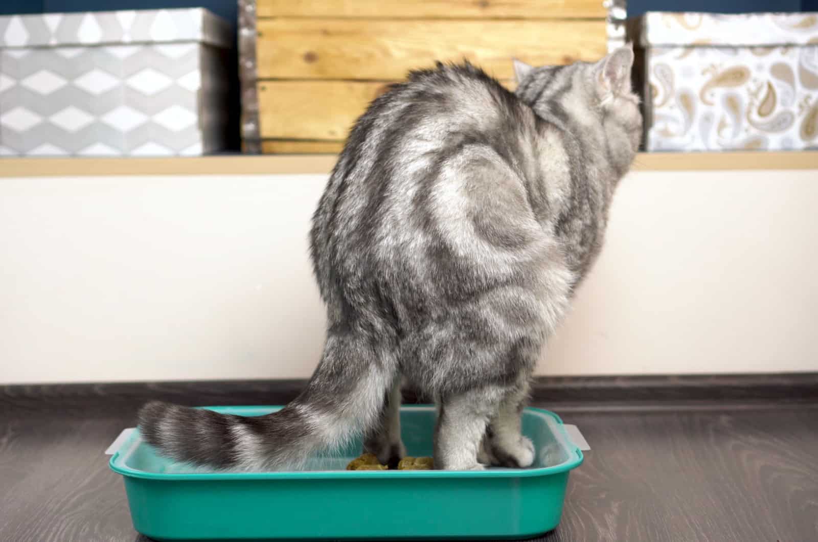 Cat pooping in her box